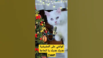 الحاجة المشيشية 