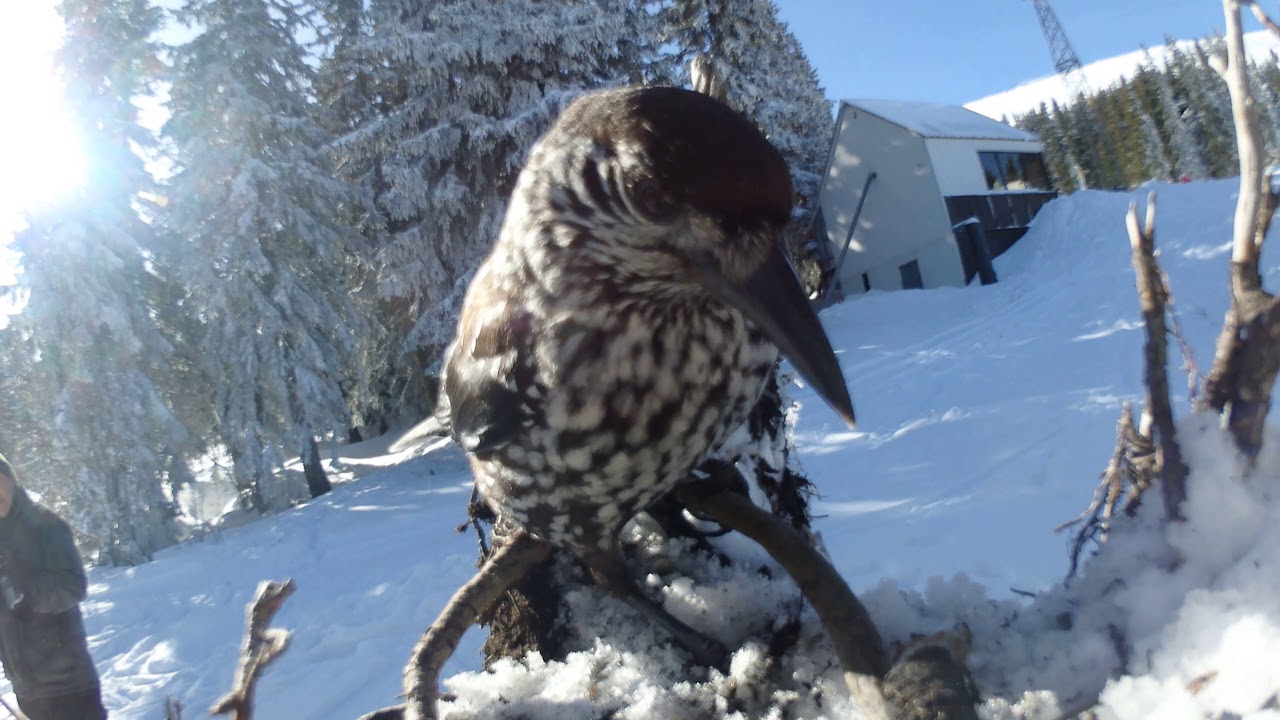 Spotted nutcracker #2