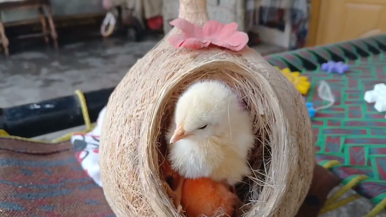 Chicks and ducks in the same coop video 🐥🐤🦆😉# viralvideo 