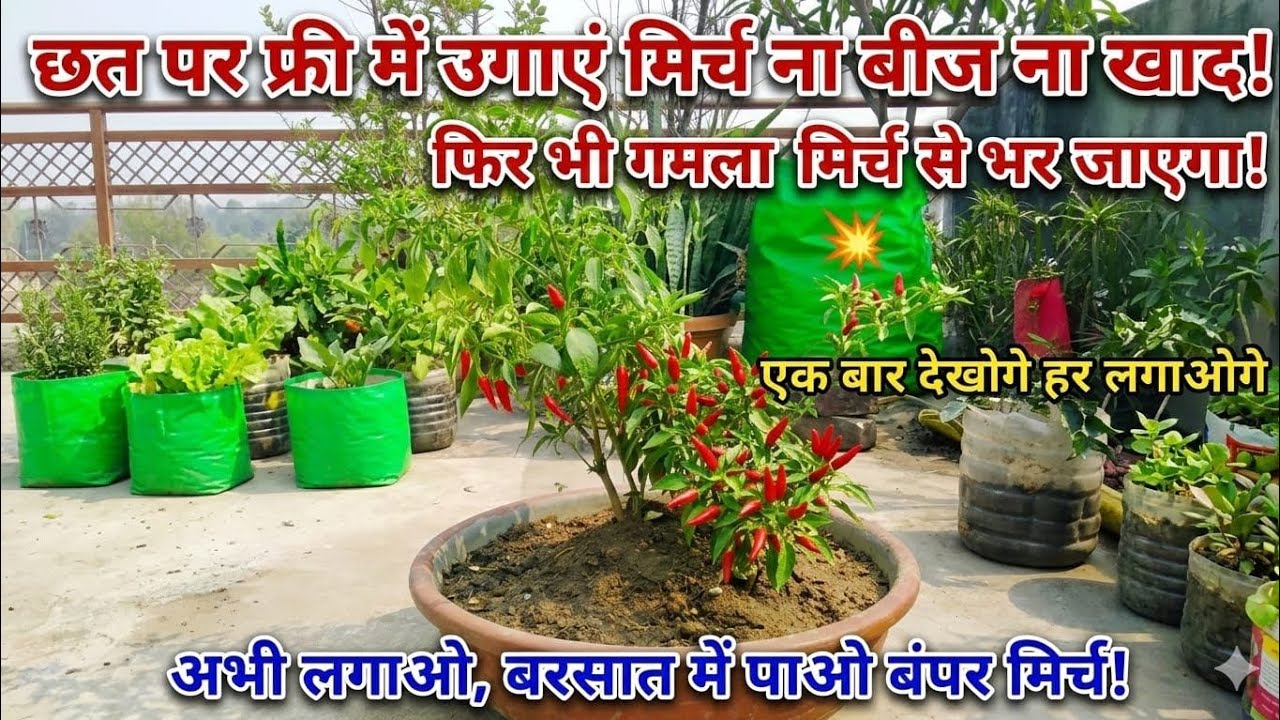 छत पर फ्री में उगाएं मिर्ची ना बीज ना खाद! फिर भी गमला मिर्च से भर जाएगा!💥 How to Grow chili at home