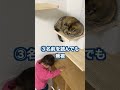 猫が家族の中で1番嫌いな人に見せる行動