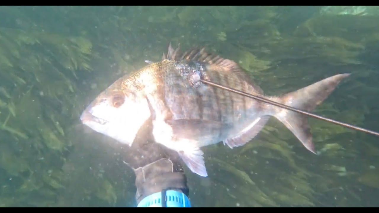 Chasse sous marine au GLENAN- SARLAND-HD- 2023 mydive.fr