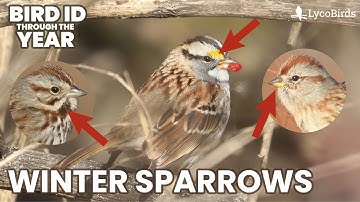 Introduction to Winter Sparrow Identification