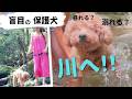 盲目の保護犬と初めて川に入ってみたら【里親募集中】