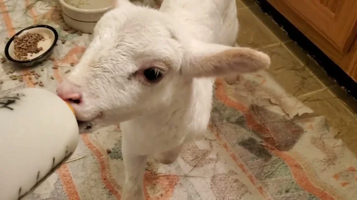 Remi the rescue ram lamb(1)