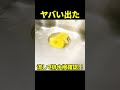 【過去バズった】キッチンのシンクに水貯めて流すと油がゴッソリ出てきた【流れ悪い方やってみて】#shorts [大阪市福島区]