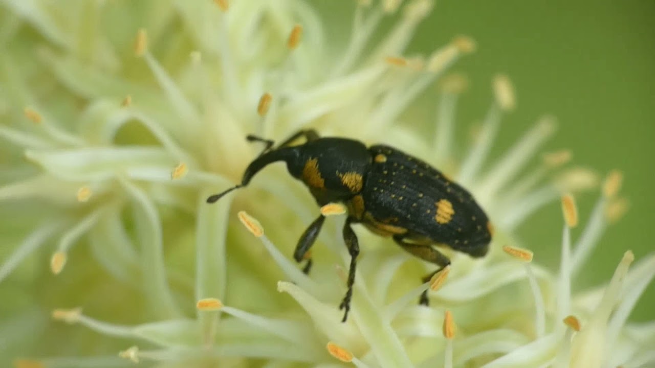Yellow-spotted Snout Weevil Visits Metanarthecium Flowers 240fps