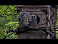 Branching Highlights! Older Owlet "Artemis" Climbs To Top Of Barred Owl Nest Box | May 16, 2026