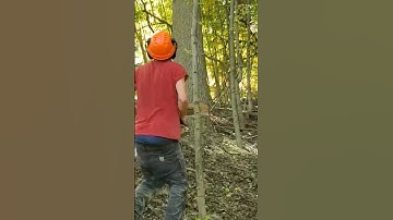 Stihl 661c Cutting Down a MASSIVE Poplar Tree #logging #shorts #timberborn