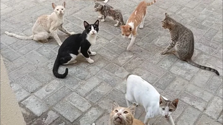 Video 8426711: catlover funnycats funnycatvideos cutecat, funniest cats