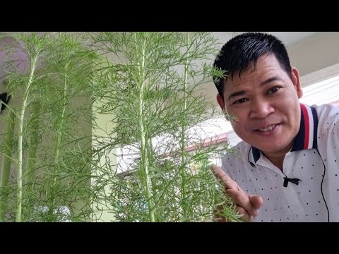 Video: Alamin Kung Paano Magtanim ng Mga Halaman ng Dill Weed