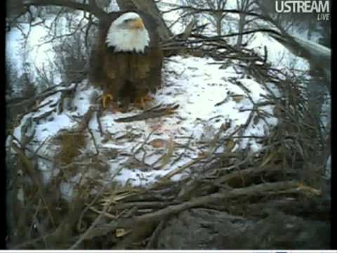 Decorah Bald eagles Squirrel meal ...Red Hawk figh...