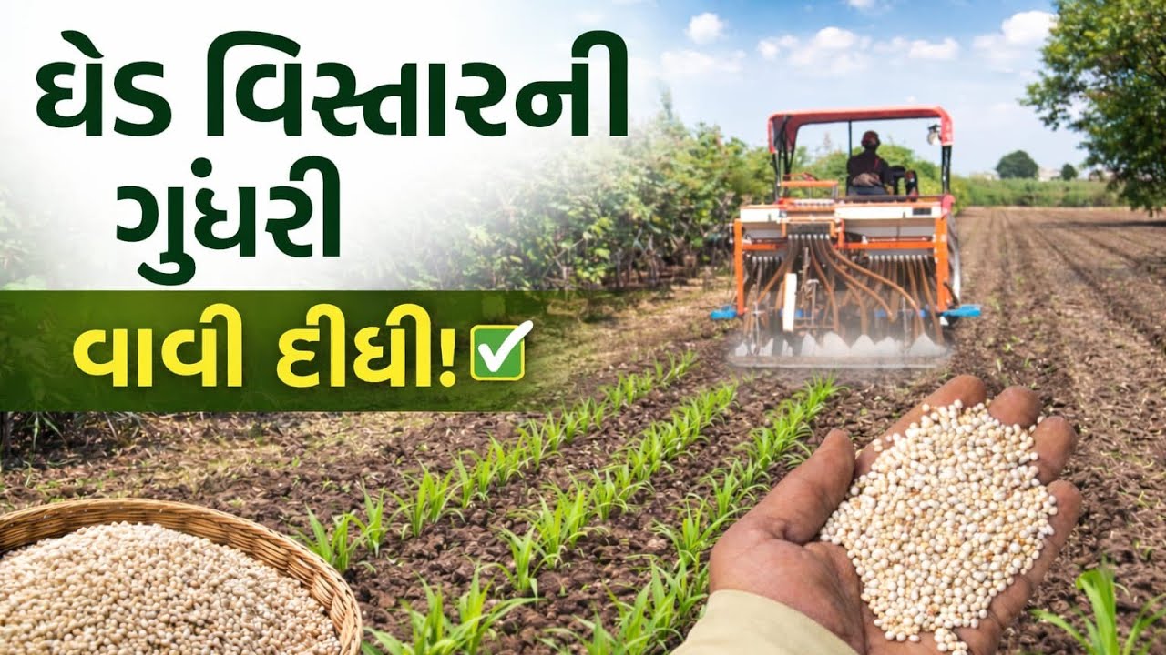 ઘેડ ની ગુંદરી વાવી દીધી કેવી ઉગશે 🤔#ઘેડ વિસ્તાર ની ગુંદરી#ખેડૂત #farming #comment #villagelife #food