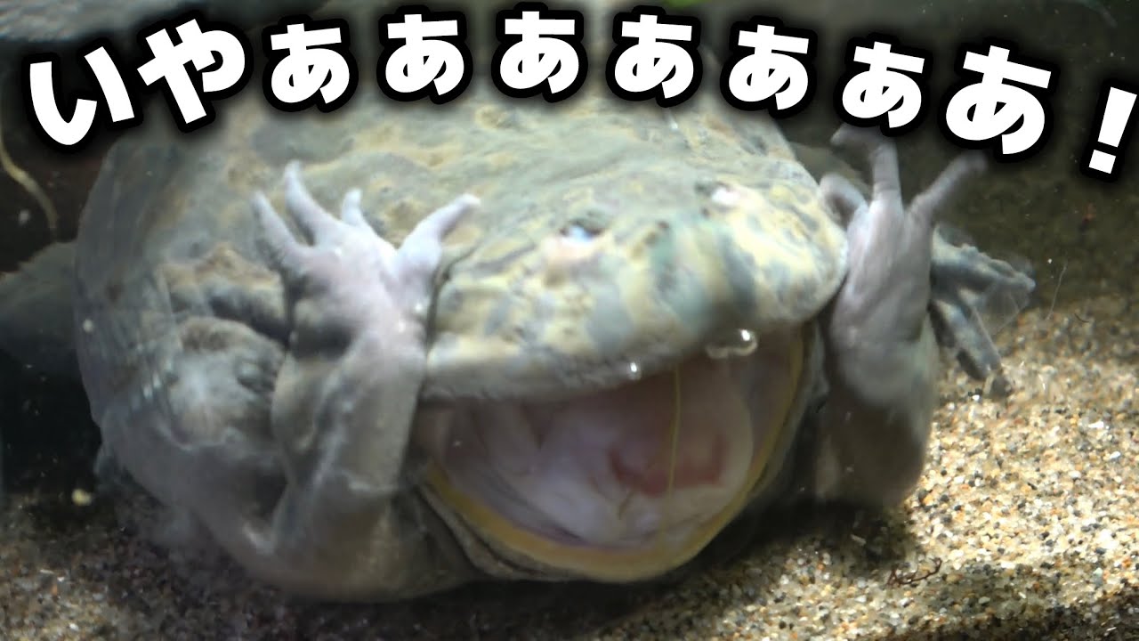 食べる物を間違えた「でっかいカエル」の反応が面白すぎた - YouTube