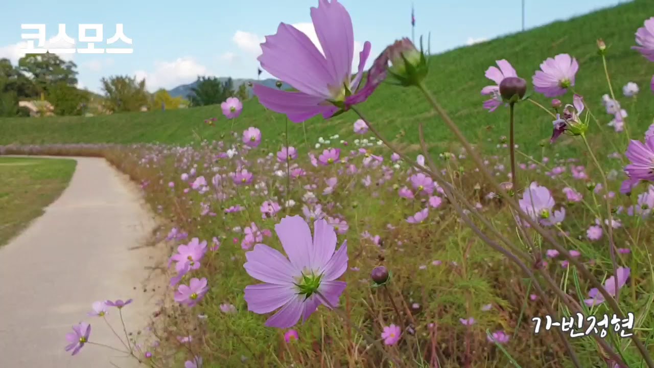 코스모스 common cosmos / 꽃 FLOWER 2019 / 한국 korea / 서산시 Seosancity / 해미(海美