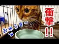 【商品レビュー】猫がお水をガブガブ飲んじゃう魔法のような食器とは？！