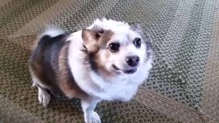 Text To Speech Dog Source Dean Borks