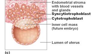 Chapter 28- Fertilization to Implantation