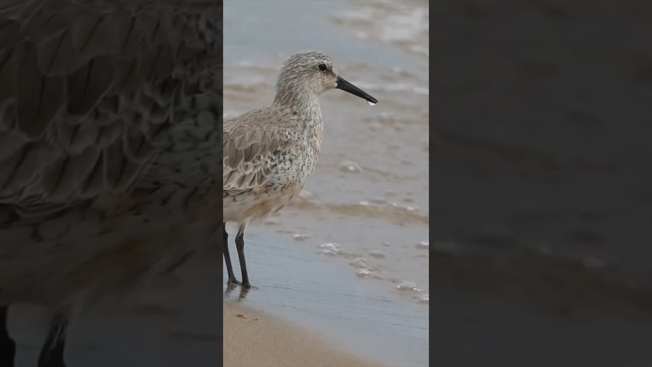 The Red Knot: An Awesome Shorebird!