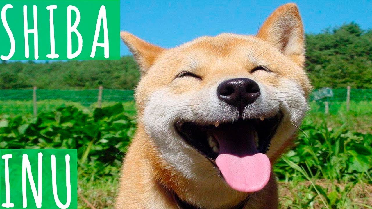SHIBA INU YouTube