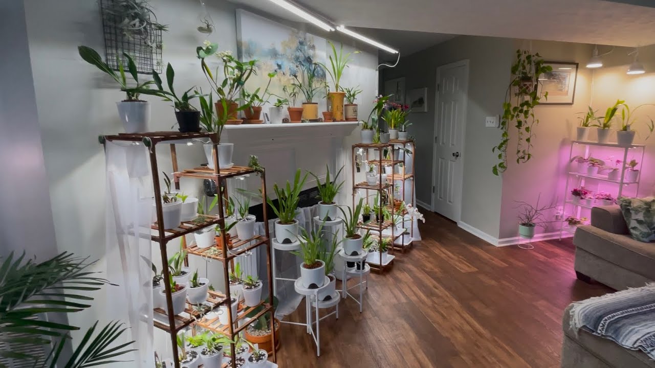 Bloom and Spike Tour | Cool to Intermediate Growing Orchids | 6 December 2024