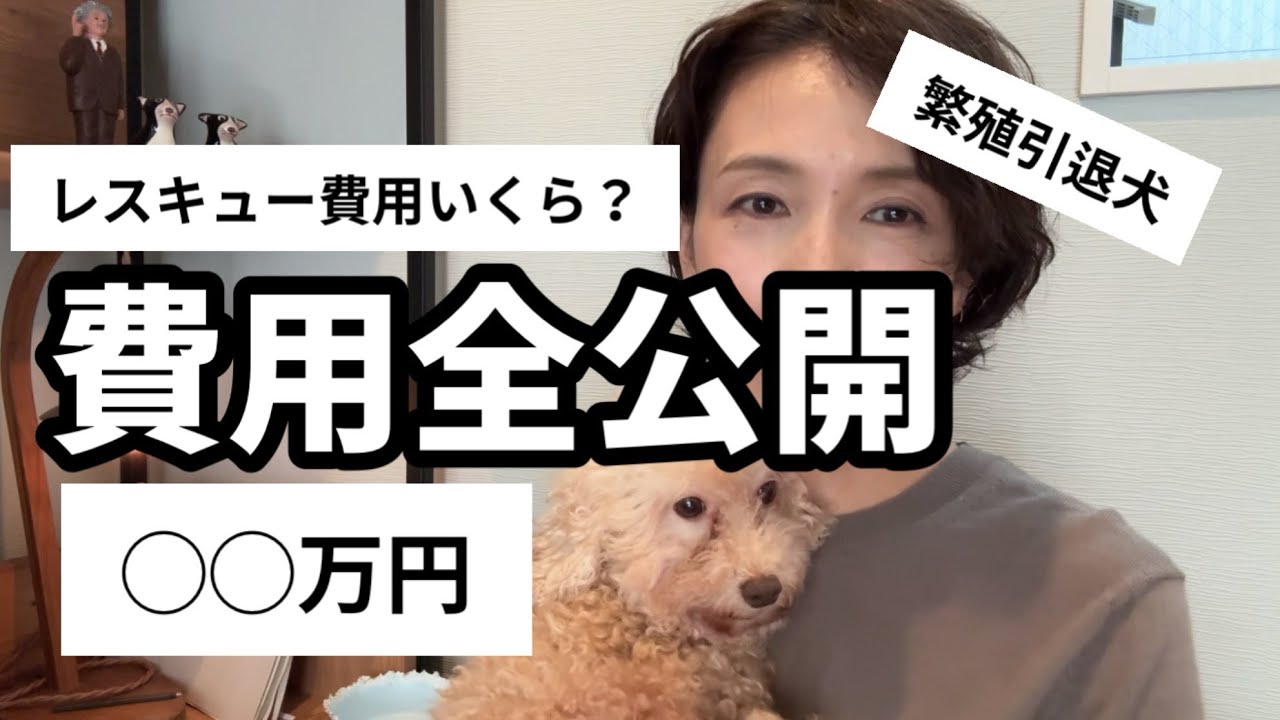 【お金全公開】繁殖引退プードルを個人レスキューしたらいくらかかった？