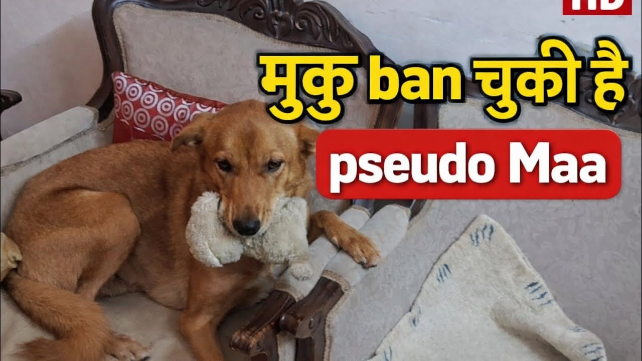 मुकु ban चुकी है pseudo Maa 🐶🦊#viral #vlog #dailyvlog #life #lifestylevlog #vlogger #lifestylevlog 
