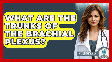 What Are The Trunks Of The Brachial Plexus? - Orthopedic Support Network