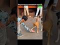 Dog ne mere se handshake kiya 🫶🏻 #cutedog #doglove #dogshorts #doglife #youtube #shorts