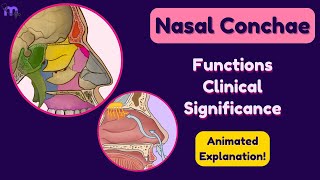 Nasal Conchae | Functions | Clinical significance | Clinical conditions | Anatomy | Animated