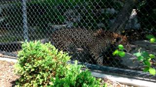 Jaguar Walking