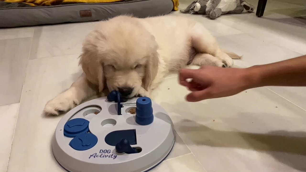 Golden Retriever Puppy First Brain Training for Dogs. Noah doing his first brain training. YouTube