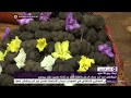 شاهد مئات الأنواع من البطاطس في مهرجان البطاطس السنوي 