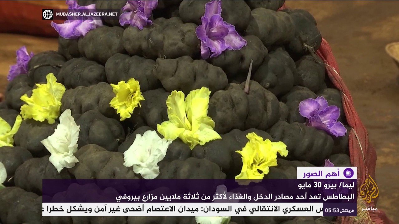 شاهد.. مئات الأنواع من البطاطس في مهرجان البطاطس السنوي
