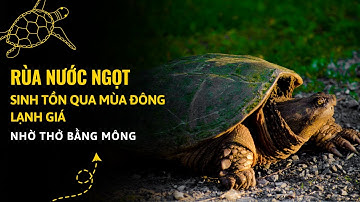 Rùa thở bằng mông để sống sót qua mùa đông? | Khám phá thế giới động vật muôn màu kỳ thú