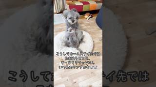 【ホームステイ日記➃】我が家のようにワンプロするミント&チェリーです🐨🐨 #トイプードルシルバー #トイプードル #toypoodle