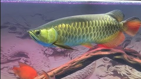 Cá Rồng highback.