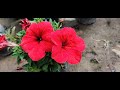 Short Video⎪How to grow Petunia from seeds and here is the update