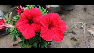 Short Video⎪How to grow Petunia from seeds and here is the update