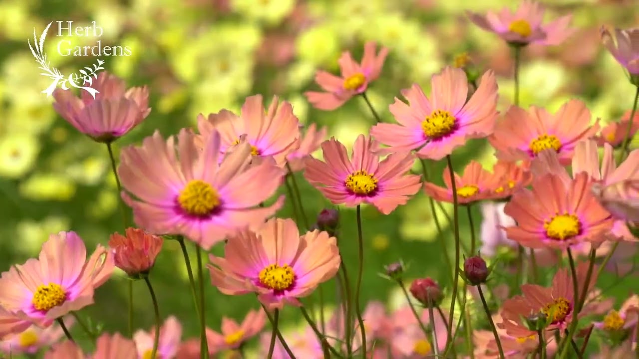 公式】コスモス2024｜神戸布引ハーブ園／ロープウェイ｜Kobe Nunobiki