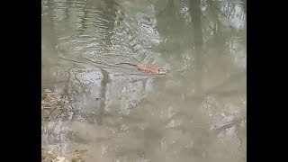 Водяная крыса, таскает камыш в свою норку Водяная крыса, таскает камыш в свою норку