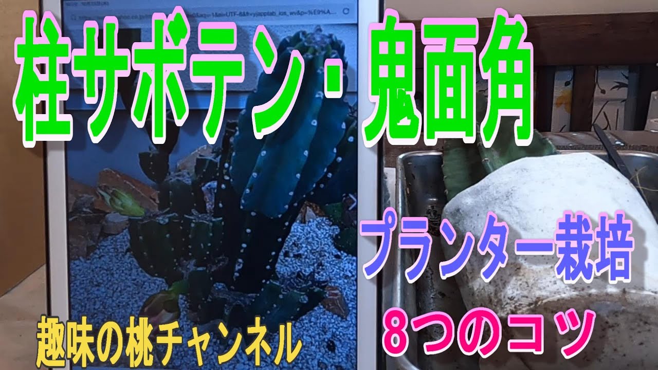 柱サボテン・鬼面角】プランター栽培 8つのコツ 24/10/31 - YouTube