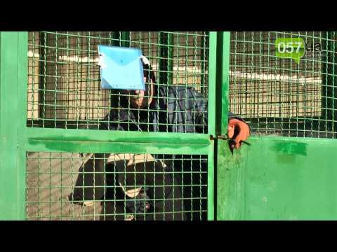 Как в харьковском приюте для животных готовятся к зиме