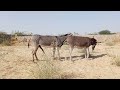 Donkey Meeting Viralvideo Animals Donkeys Funnycreatures 