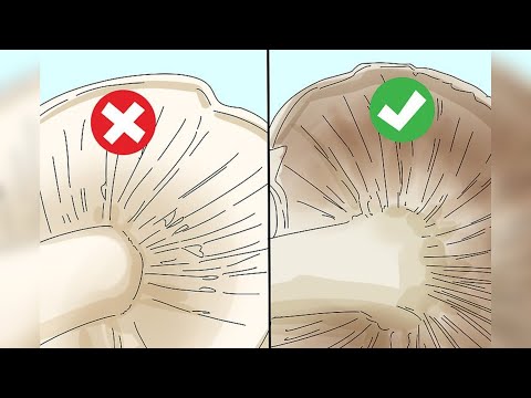 Vídeo: Como distinguir entre tipos de cogumelos comestíveis e não comestíveis. Como cozinhar cogumelos