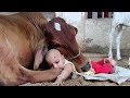 Cute baby girl with cow 2 gaiya  please subscribe channel