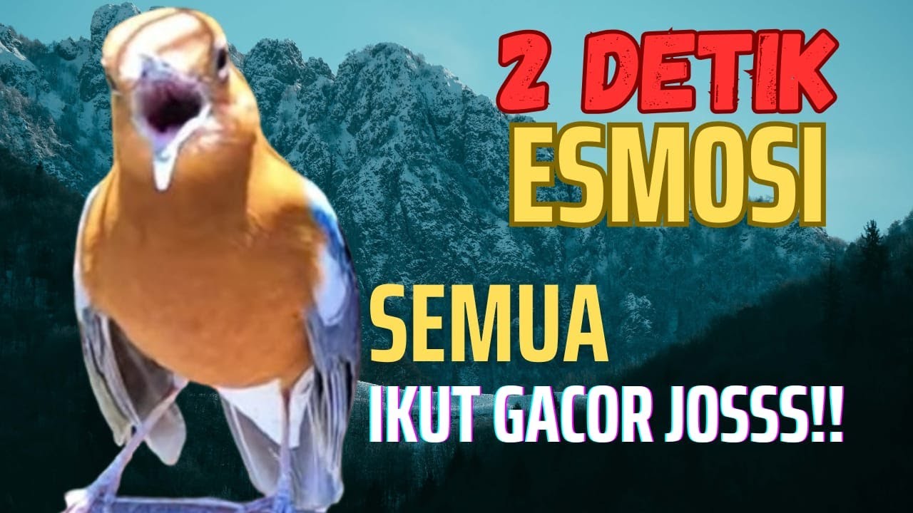 Anis manapun bakal GACOR dan EMOSI dengan kicau Anis Merah NRAKTAK ini