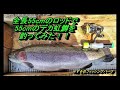 全長５５ｃｍのロッドで５５ｃｍのデカ虹鱒を釣ってみた！ JACKALL EGG ARM　　＃エリアトラウト