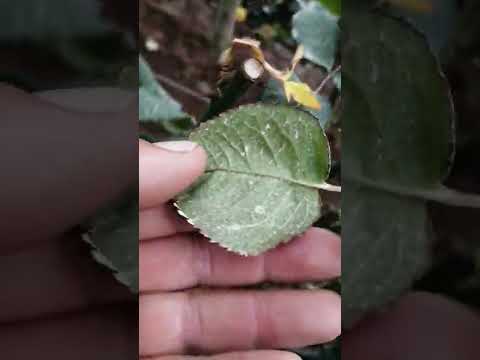 Video: Información sobre el mildiú velloso de los cultivos de col: cómo reconocer el mildiú velloso en los cultivos de col
