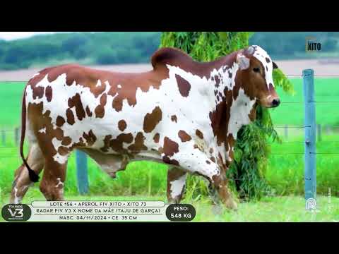 LOTE 156